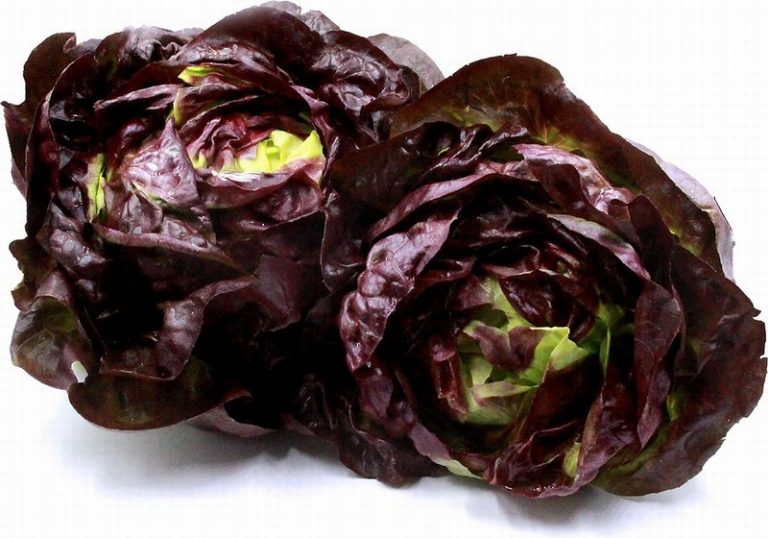 Two Heads of French Red Butter Lettuce from Panzer's on a white background