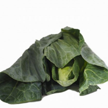 Hispy Cabbage from Panzer's