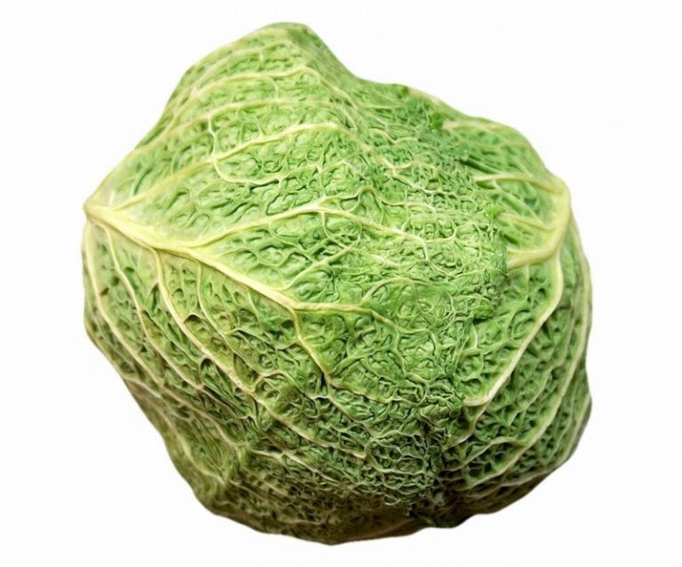 Single Head of Savoy Cabbage from Panzer's