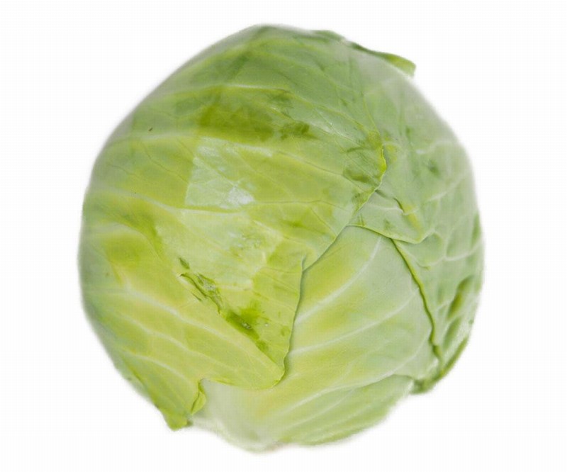 Single White Cabbage from Panzer's