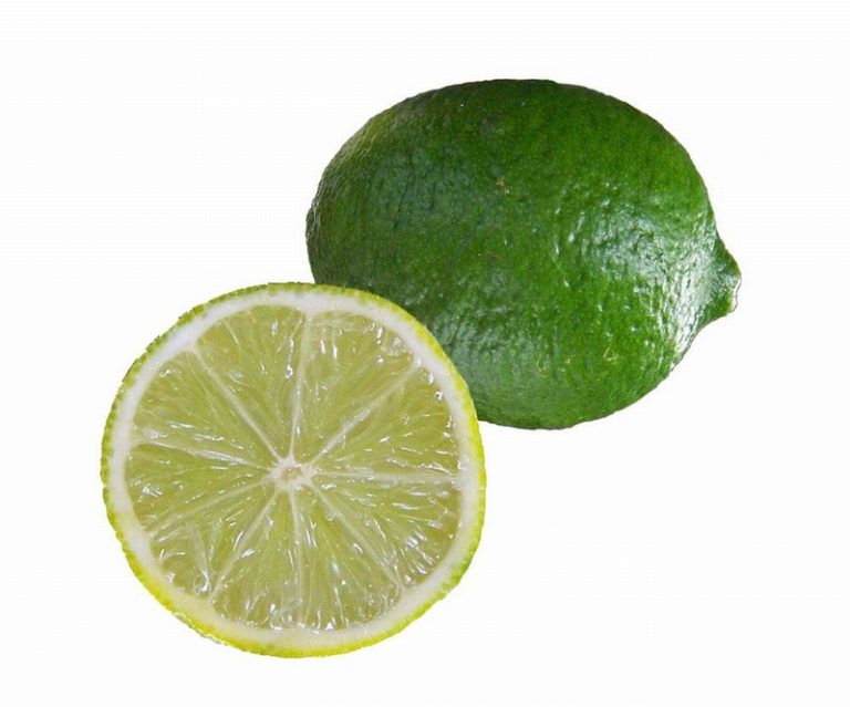 Limes from Panzer's