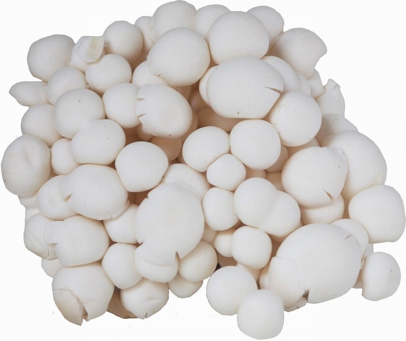 White Shimeji Mushrooms Heap Close from Panzer's