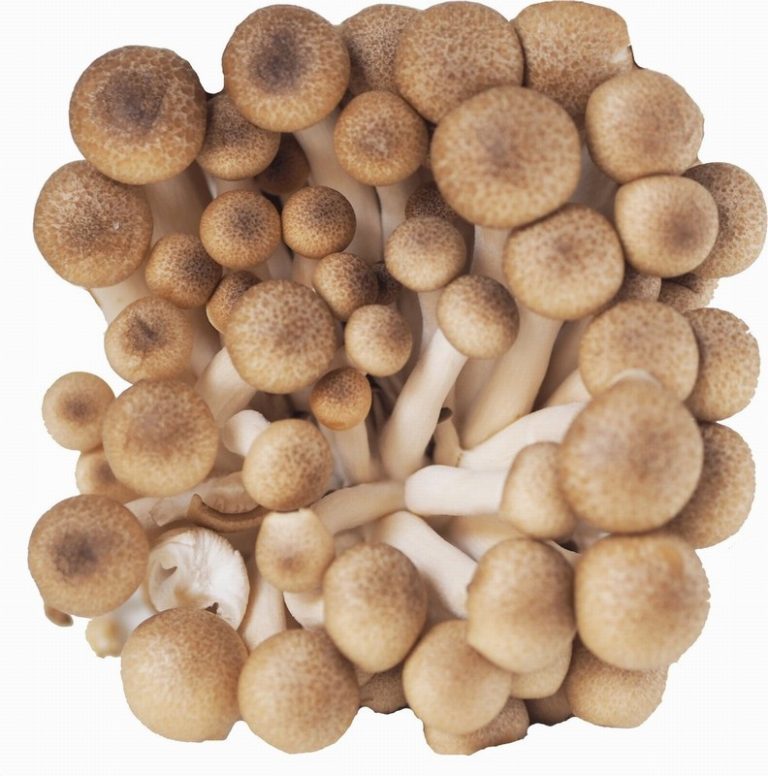 Shimeji Brown Mushrooms Heap Close from Panzer's