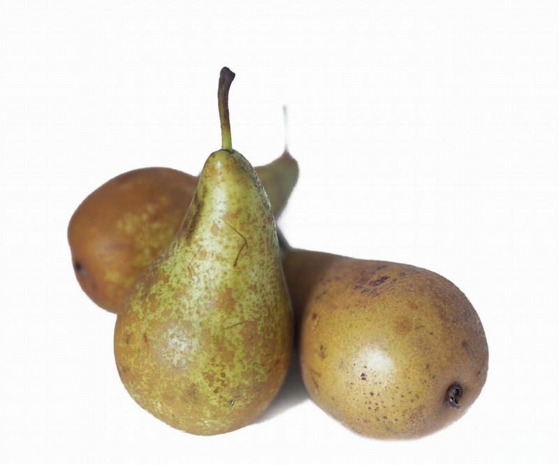 Conference Pear from Panzer's