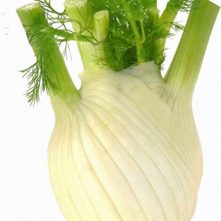 Single Bulb of Fennel from Panzer's
