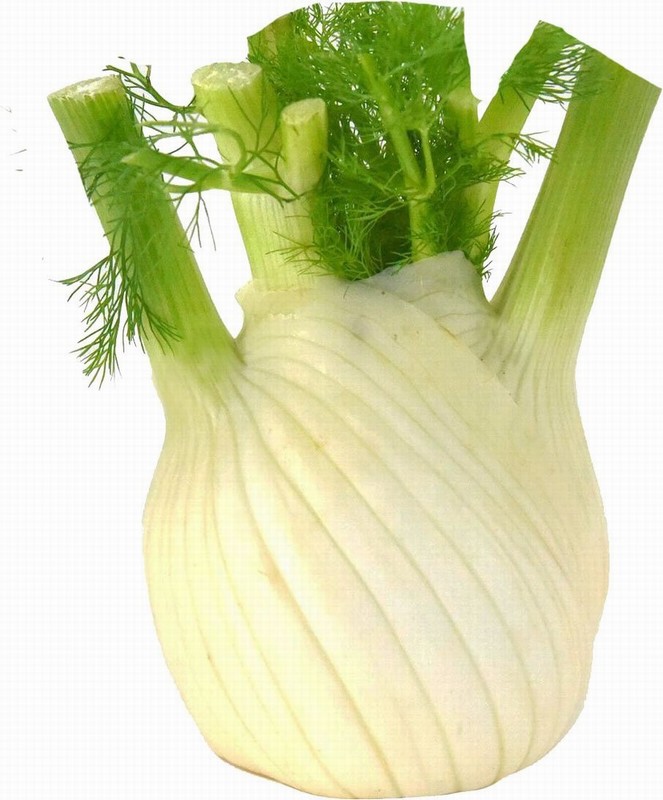 Single Bulb of Fennel from Panzer's