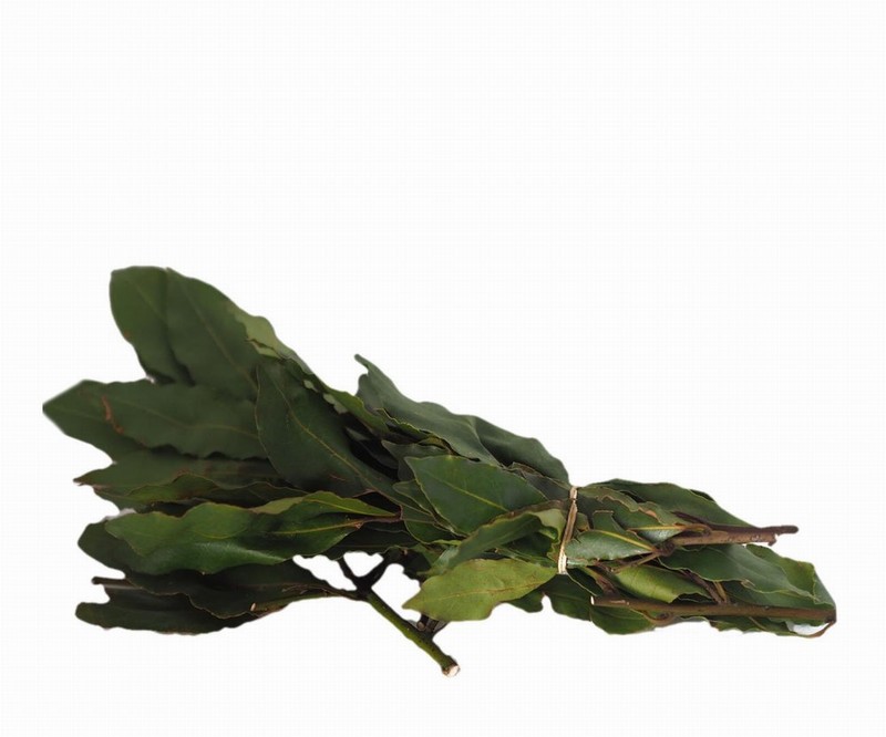 Bunch of Bay Leaves from Panzer's