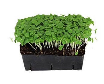 Pack of Green Basil Micro Herbs from Panzer's