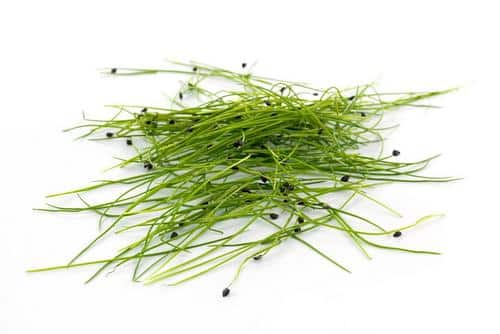 Bunch of Garlic Chives Micro Herbs from Panzer's