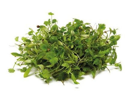 Bunch of Coriander Micro Herbs from Panzer's
