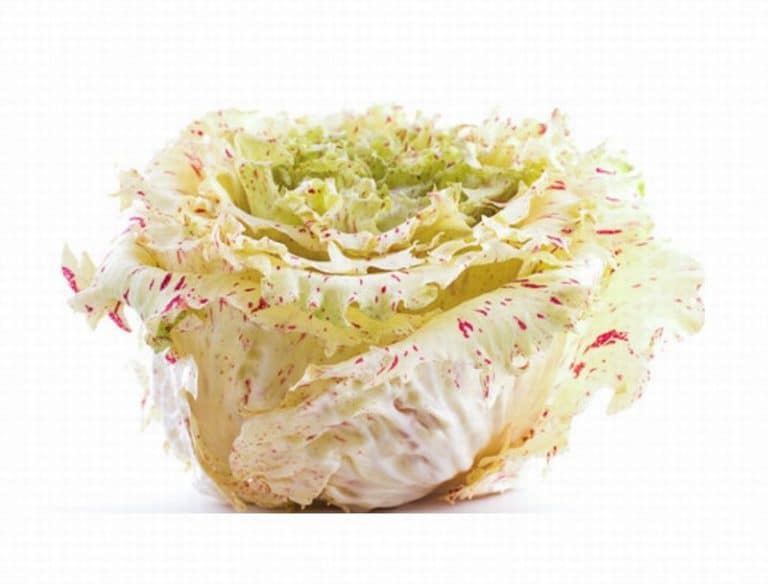 Head of Castelfranco Salad from Panzer's