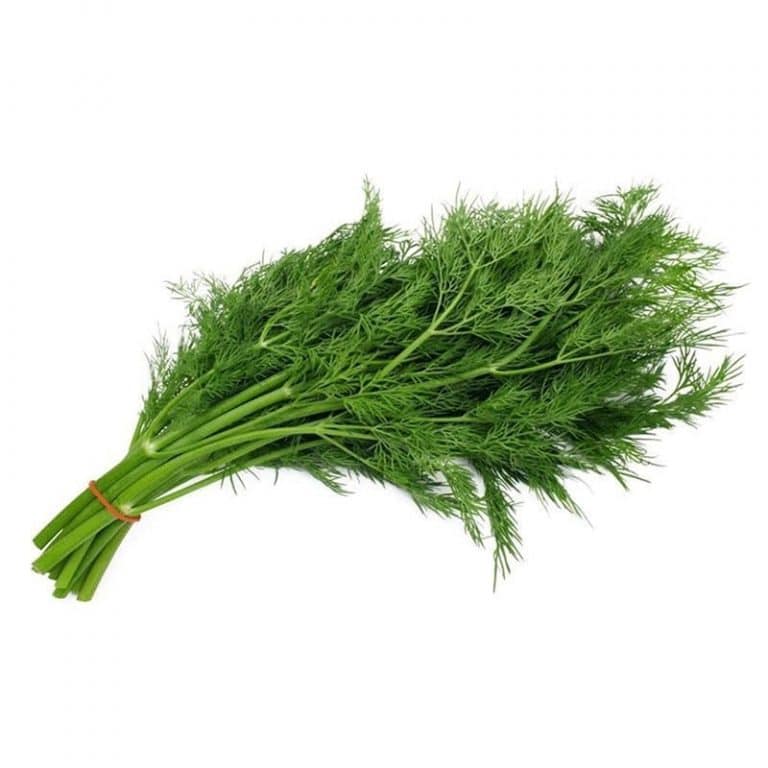 Bunch of Fresh Dill from Panzer's