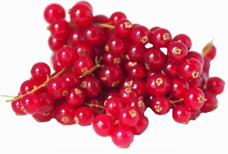 Punnet of Seasonal Redcurrant from Panzer's