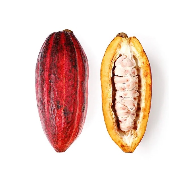 Cacao Fruit from Panzer's