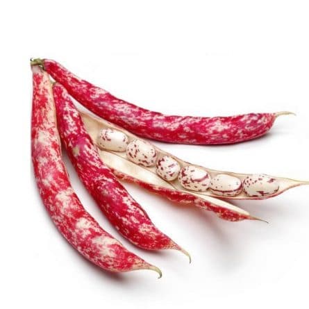 Isolated Borlotti Beans on a White Background from Panzer's