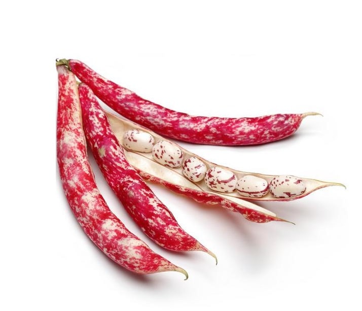 Isolated Borlotti Beans on a White Background from Panzer's