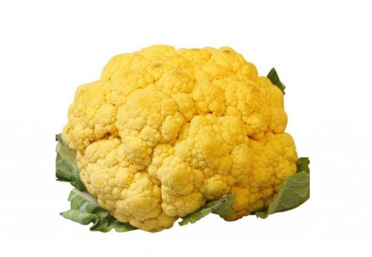 Head of Yellow Cauliflower from Panzer's