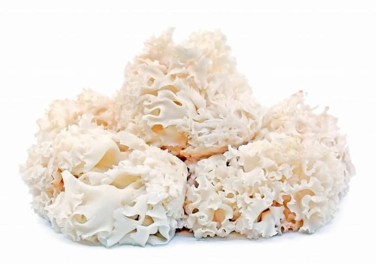 Bunch of Cultivated Cauliflower Mushrooms from Panzer's