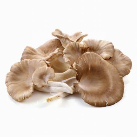 Loose Fresh Oyster Mushrooms from Panzer's