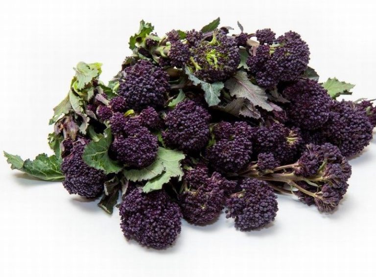 Heap of Purple Sprouting Broccoli from Panzer's