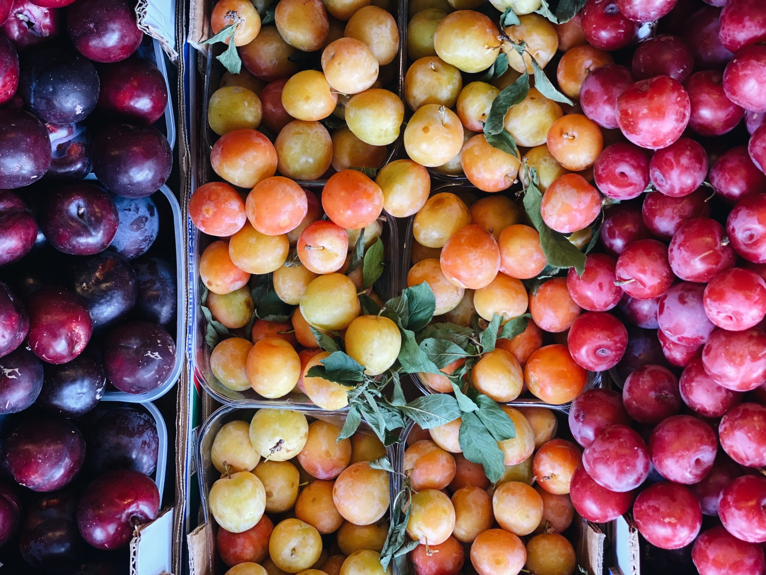 Freshly picked and colourful plums on display at Panzer's Deli