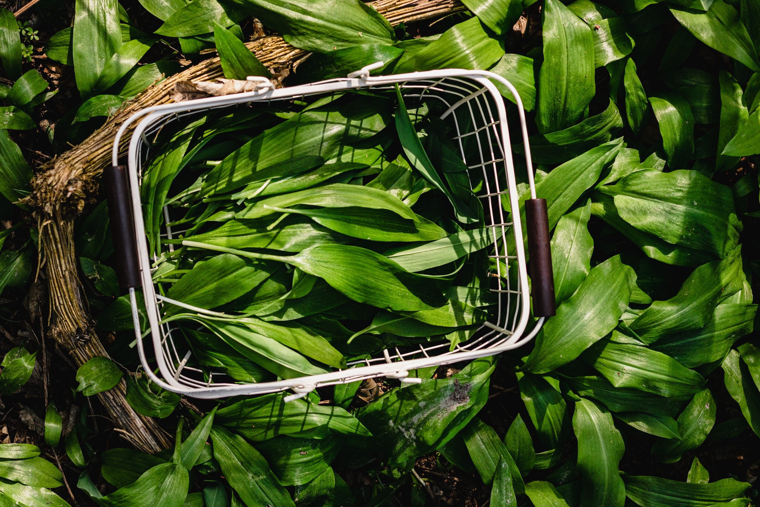 Freshly picked wild garlic in a basket on the forest floor