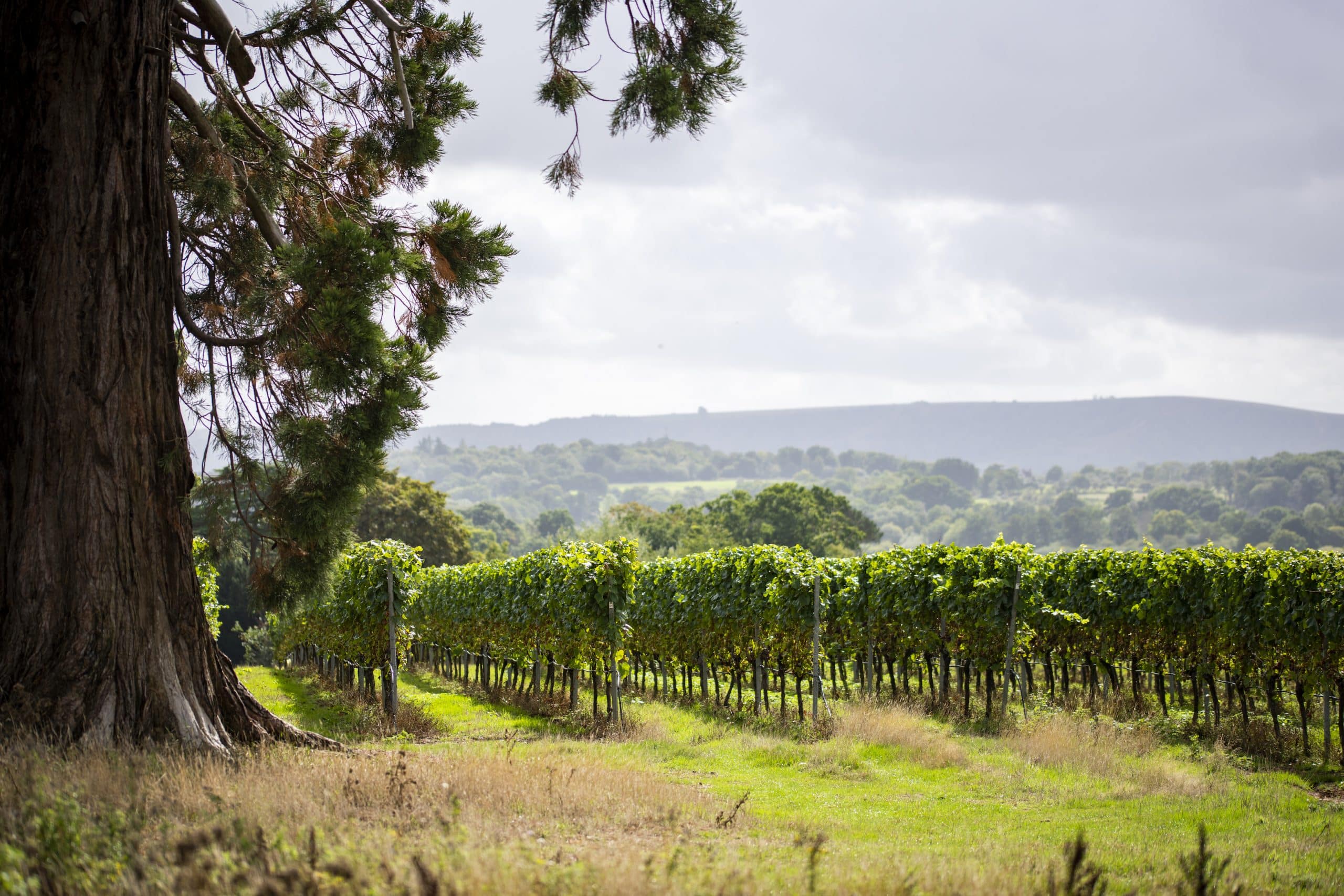 Stopham Estate - view of the vines in Sussex, England