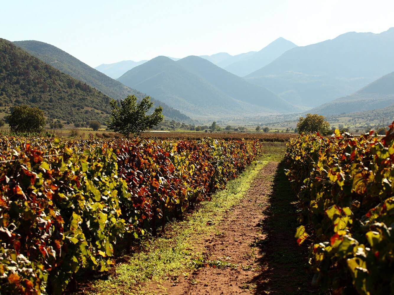 Lantides Winery vineyard view