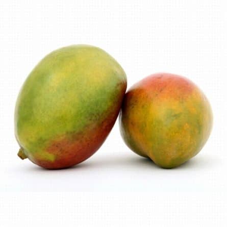 Large Kent Mango from Panzer's Landscape