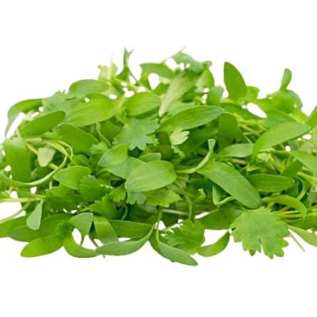 Pack of Micro Coriander Leaves from Panzer's