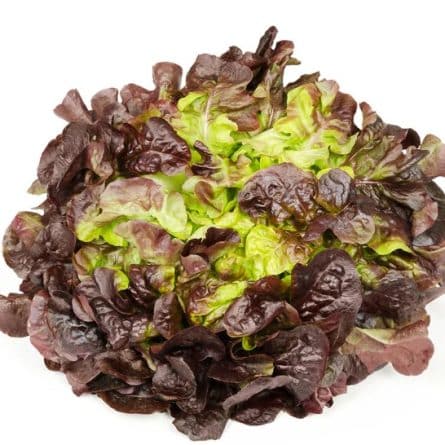 Head of Fresh Oak Leaf Salad from Panzer's