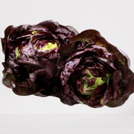 Head of Fresh Red Butter Lettuce from Panzer's