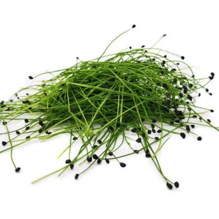 Pack of Micro Herbs Garlic Chives from Panzer's