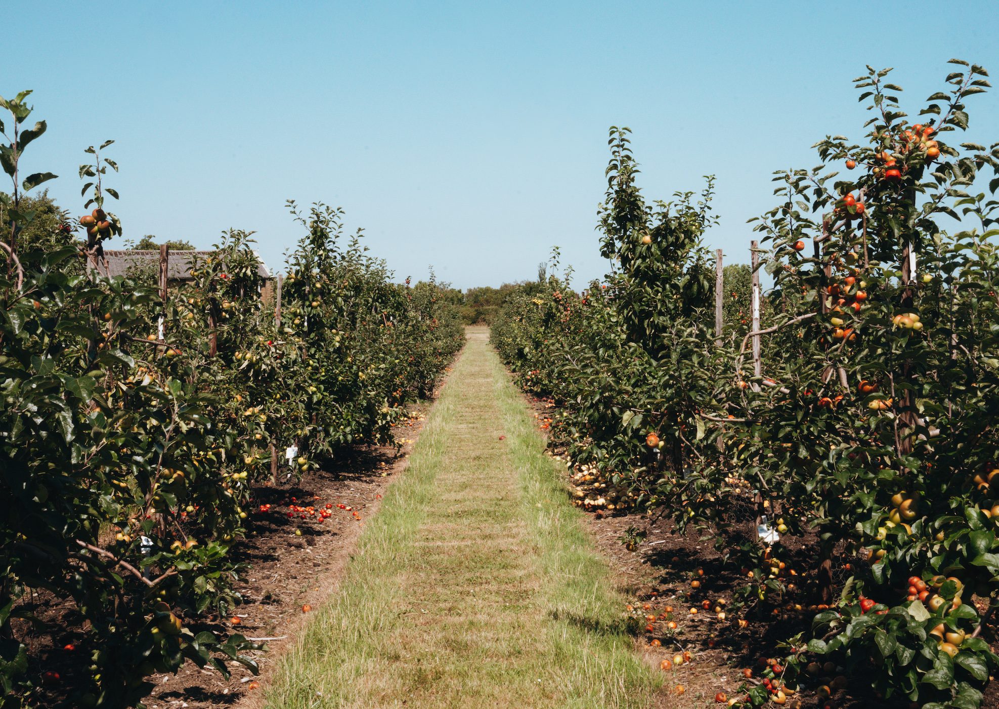 A view of the apple orchards at Brogdale Collections in Kent, England