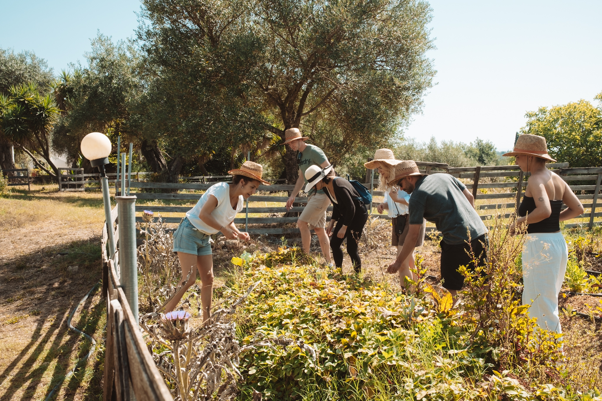 A tour group explores Dr Kavvadia's organic farm in Corfu, Greece