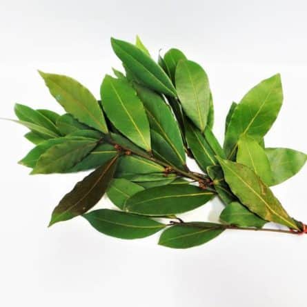 Bay Leaves Bunch from Panzer's