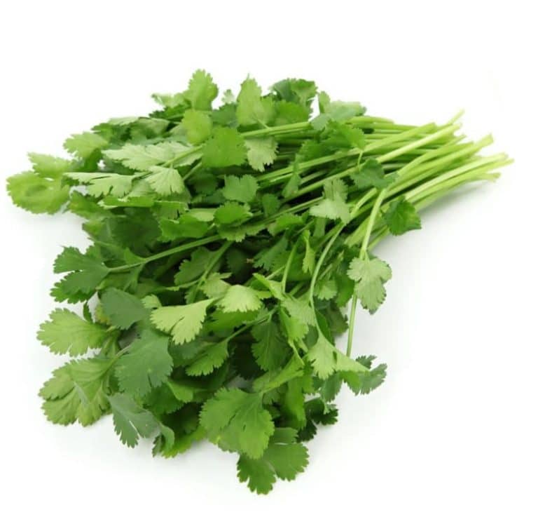 Coriander Bunch from Panzer's