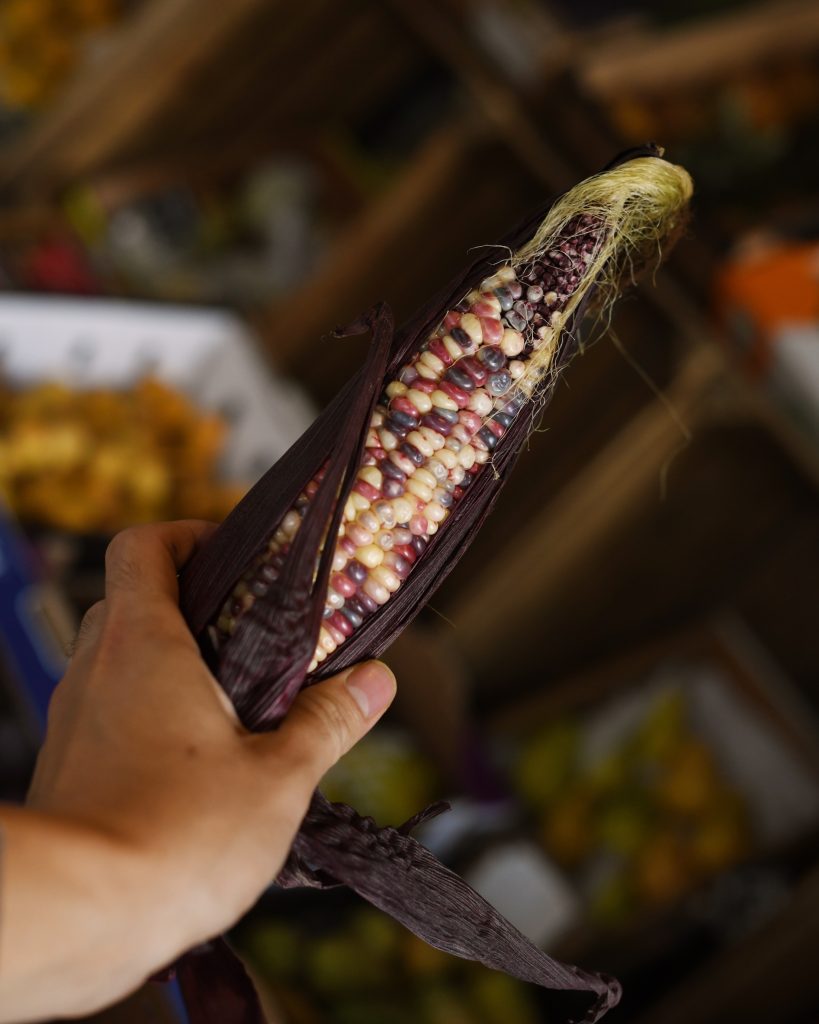 hand holding corn