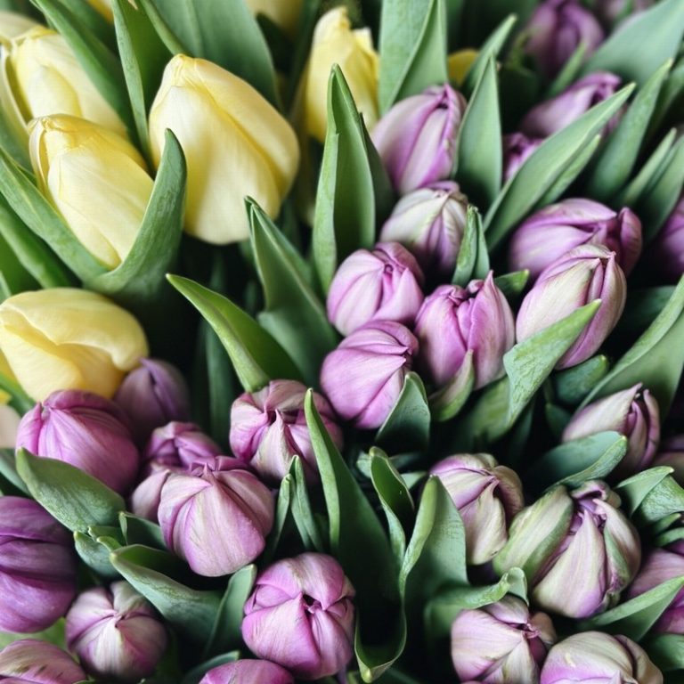 A Bunch of Tulips - Image 2