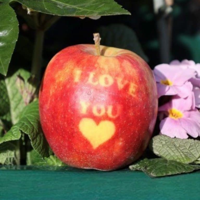 I love you Valentine's Apple