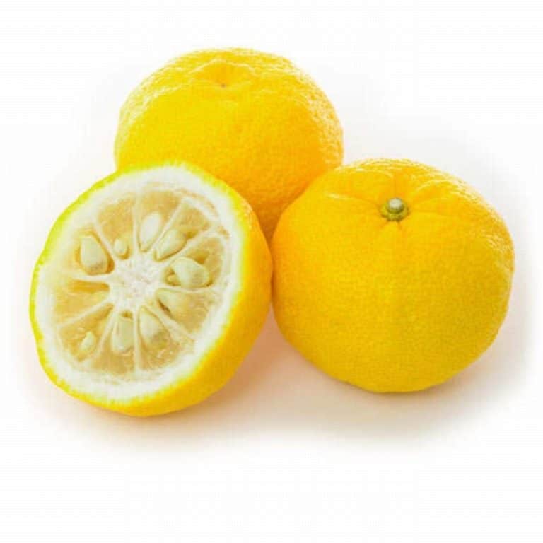 Exotic Yellow Yuzu from Panzer's