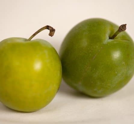 Fresh Greengage from Panzer's