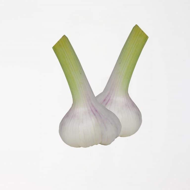 Fresh Garlic from Panzer's