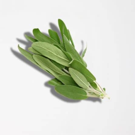 Fresh Sage in a Pack from Panzer's