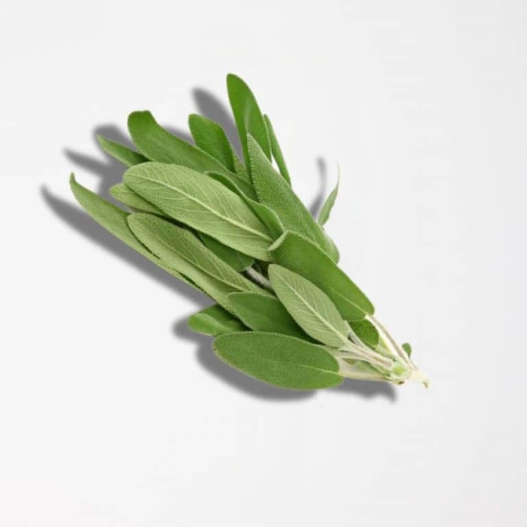 Fresh Sage in a Pack from Panzer's