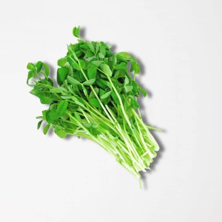 Fresh Micro Peashoot from Panzer's