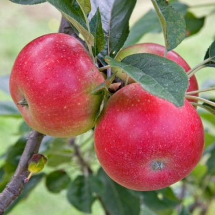 Discovery Apple