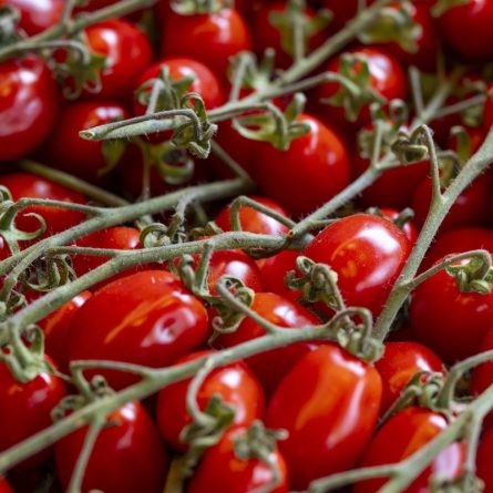 Cherry Plum Tomatoes from Panzer's