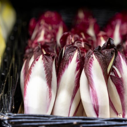 Red Chicory at Panzer's