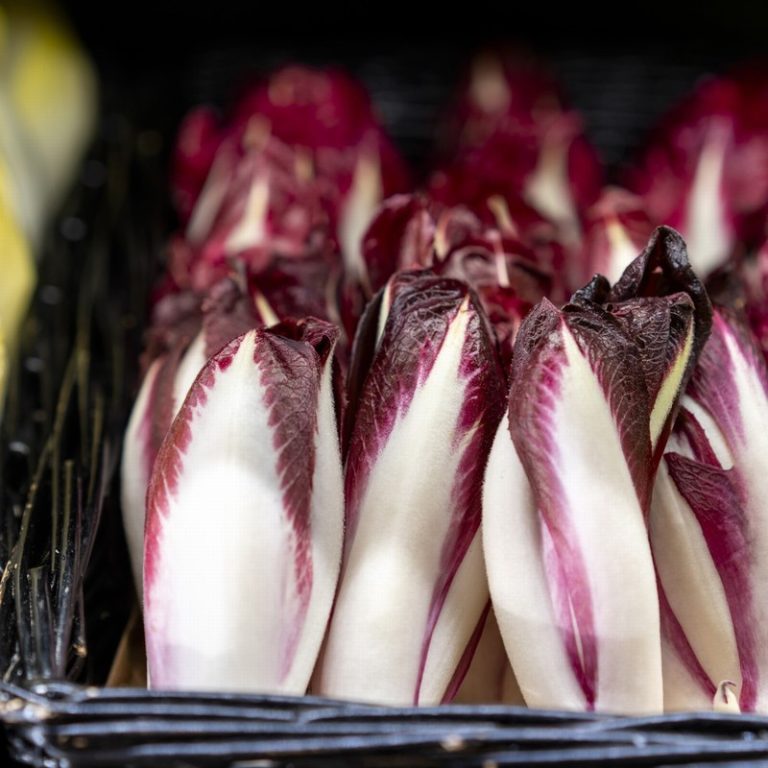 Red Chicory at Panzer's